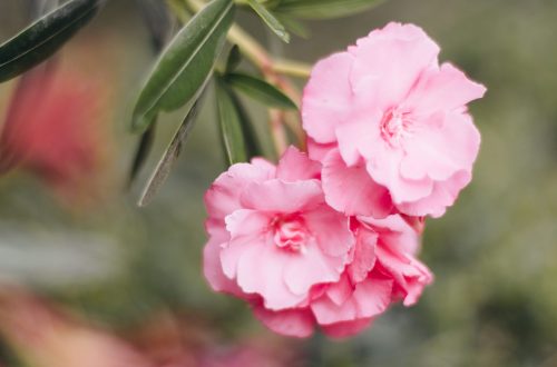 25 Journal Prompts for daily reflection